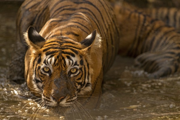 Wild Indian or Bengal tigress standing guard over her two young cubs while cooling off in a waterhole, on a hot summer day in Ranthambhore tiger reserve, India, Asia