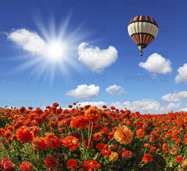 The bright spring sun and multi-color balloon over the fields of red garden buttercups. Concept of rural and extreme tourism