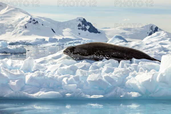 Seal lying on a block of ice in a vast, icy, arctic landscape with mountains, Weddell seal (Leptonychotes weddellii) on an ice floe in the Antarctic