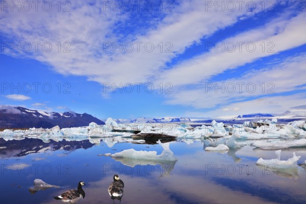 Cirrus cloud, drifting ice floes and flying geese are reflected in an ocean lagoon. Jökulsárlón Glacial Lagoon in Iceland