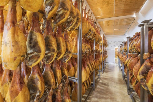 Spanish ham cellar. Food industry