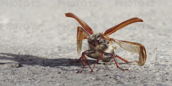 Cockchafer unfolding its wings in front of take-off