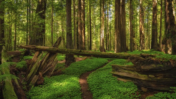 Color image of a redwood forest. Northern California, USA, North America