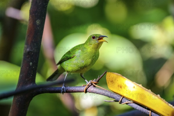 Close-up of a female Green honeycreeper perched on branch near a banana in sunlight, Folha Seca, Brazil, South America