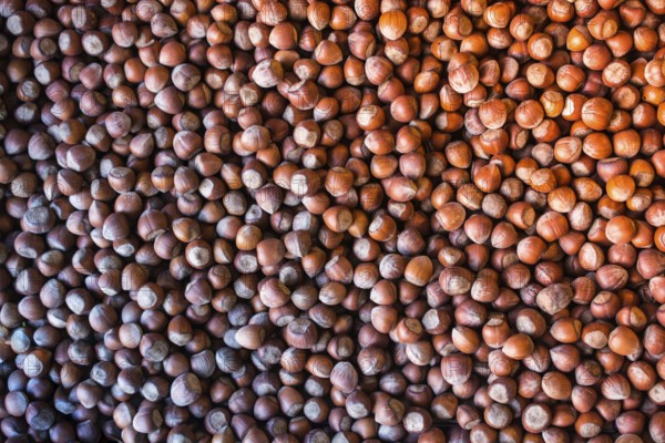 Ripe unshelled hazelnuts as nut background in view
