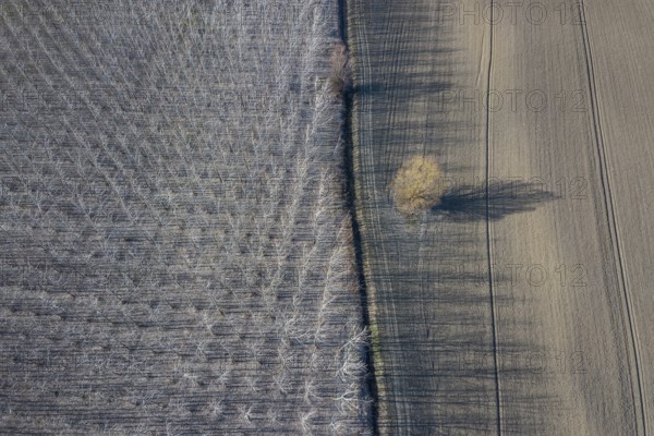 Poplar trees in row countryside Early Spring. Top View