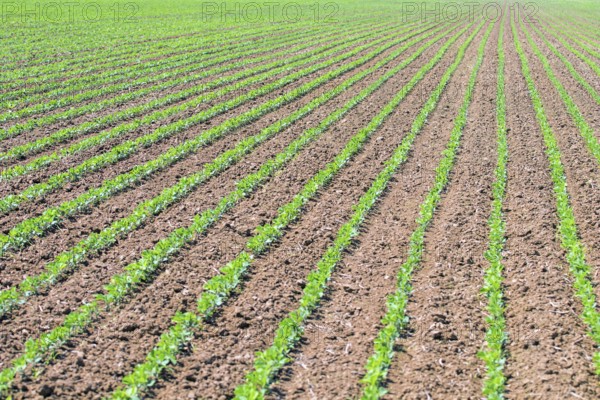 Rows of young green soybeans. Agricultural soy plantation