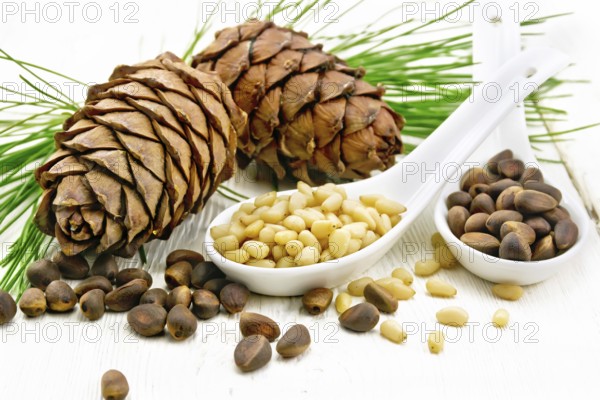Cedar nuts in two spoons, two pinecones and green branches on a light wooden board background