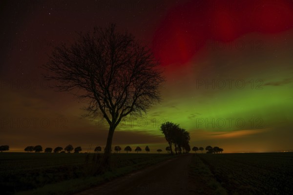 Silhouettes of trees in front of the red-green glow of auroras in the sky, nocturnal, mysterious atmosphere, Ottenstein plateau, Lower Saxony, Germany, Europe