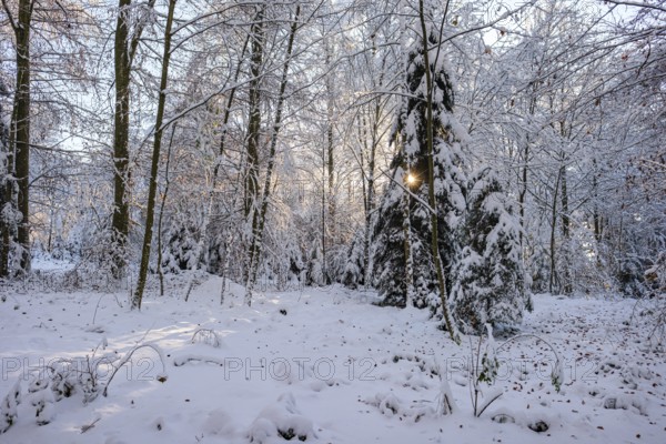 Sunbeams shine through snow-covered trees in a quiet winter forest, creating a peaceful atmosphere, Sempach, Lucerne, Switzerland, Europe