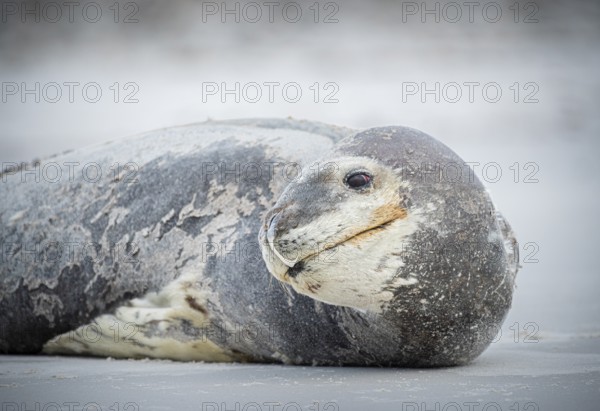 Leopard seal (Hydrurga leptonyx) resting on a beach, Volunteer Point, Falkland Islands, Great Britain, South Atlantic, South America
