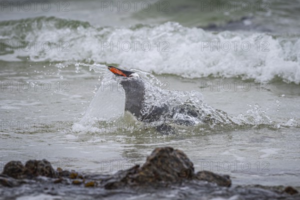 A gentoo penguin (Pygoscelis papua) landing on a beach, Pebble Island, Falkland Islands, Great Britain, South Atlantic Ocean, South America