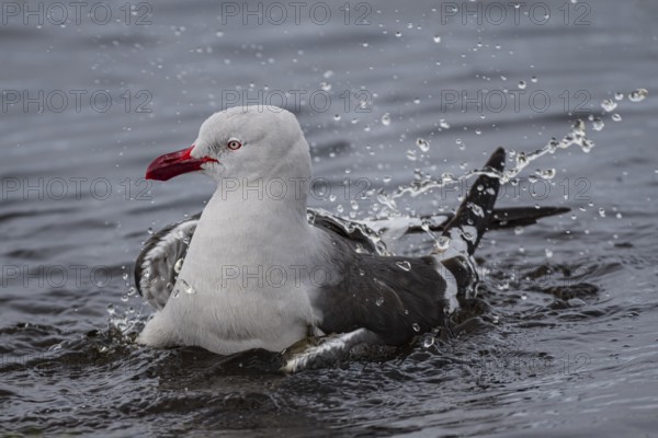 Blood-billed Gull (Leucophaeus scoresbii, also Larus scoresbii), bathing in a freshwater pond, Bleaker Island, Falkland Islands, Great Britain, South Atlantic, South America