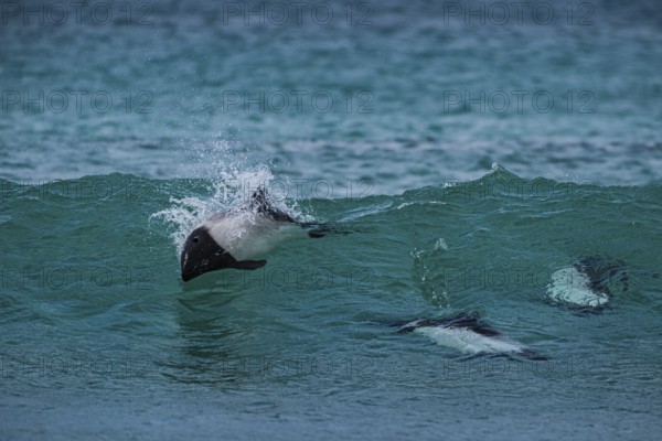 Commerson's dolphins (Cephalorhynchus commersonii), also known as Jacobita or Tonina, surfing in a wave. Pebble Island, Falkland Islands, Great Britain, South Atlantic, South America