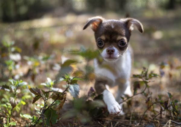 A Chihuahua puppy enjoys a sunny day, its delicate features illuminated by the warm, natural light filtering through the trees