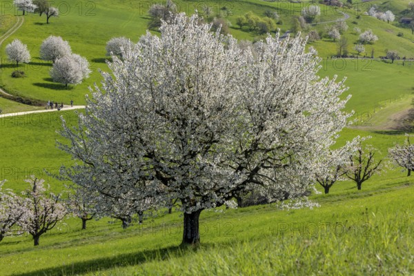 Cherry tree in full bloom, Fricktaler Kirschenweg, Gipf-Oberfrick, Fricktal, Aargau, Switzerland, Europe