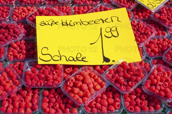 Fresh raspberries in trays with price tag on a market stall for sale, Bremen, Germany, Europe