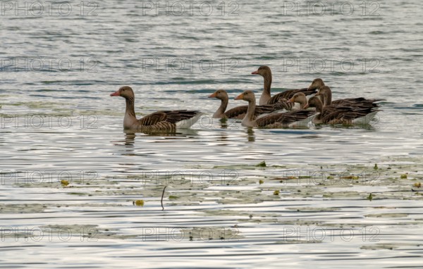 Greylag goose family on the Mindelsee, Bodanrück, Lake Constance