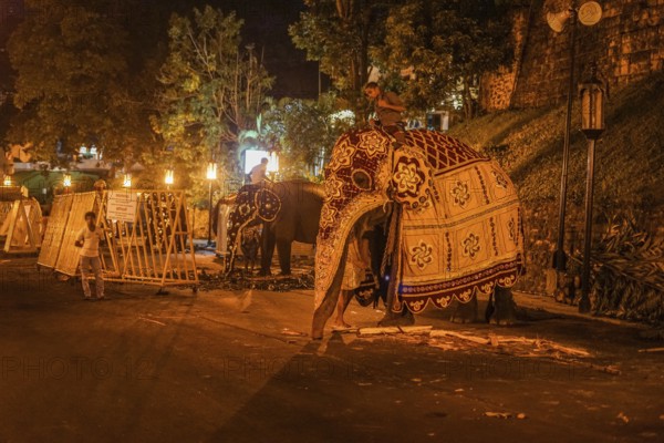 Image of Sri Lanka elephant (Sri Lanka Candy). Shooting Location: Sri Lanka, Colombo