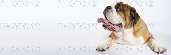 An English Bulldog is lying with its mouth open on a white background. The English Bulldog is a purebred dog with a pedigree. The breed of dog belongs to the moloss group. Panoramic frame