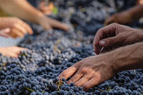 Mesa de seleccion de uvas Merlot, Celler Mesquida-Mora, Porreres, Mallorca, balearic islands, Spain, Europe