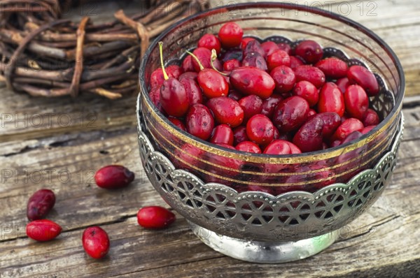 Ripe berry of the dogwood in an old vase on wooden background