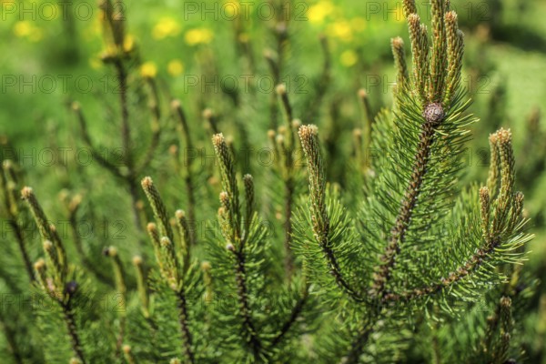 Shallow depth of field photo, young fir with blurred dandelions in back on a sunny day. Abstract spring forest background