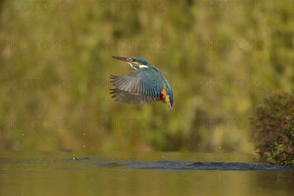 Kingfisher (Alcedo atthis)