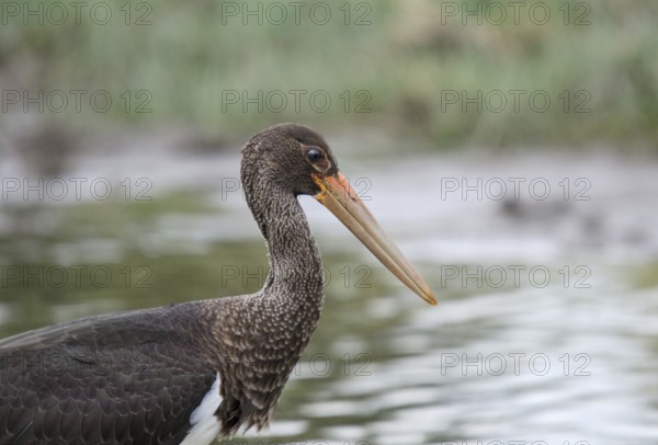 Young black stork