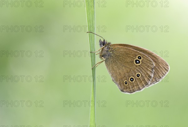 Brown woodland bird (Aphantopus hyperantus) on a leaf