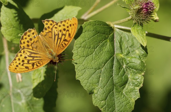 Imperial Cloak (Argynnis paphia) on a leaf