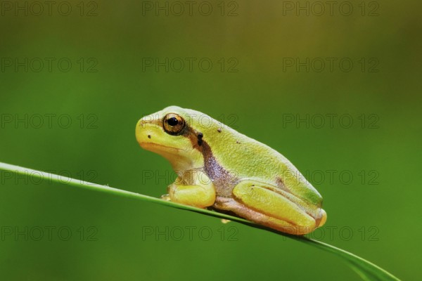 Tree frog, Hyla arborea, suborder Neobatrachia, tree frogs (Arboranae), family of tree frogs, (Hylidae), subfamily Hylinae, genus Tree frogs (Hyla), species European tree frog, animals, amphibians, frog, frogs, Hesse, Federal Republic of Germany