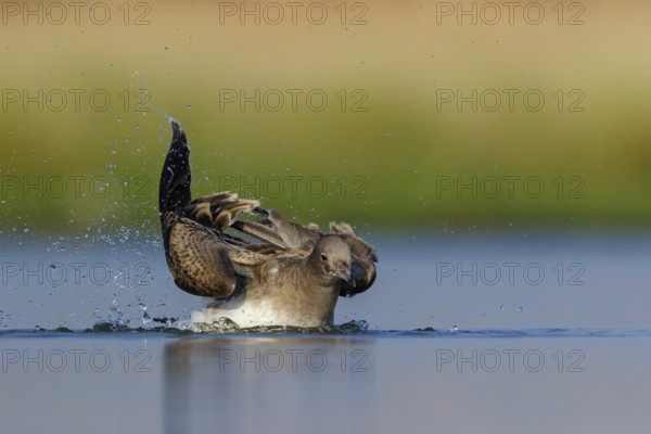 Hemprich's Gull, (Ichthyaetus hemprichii), (Larus hemprichii), Fish Eagle Gull Salalah, Raysut, Dhofar, Oman, Asia