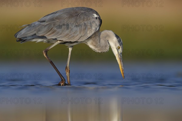 Great Egret, Heron, foraging, (Ardea cinerea) Salalah, Raysut, Dhofar, Oman, Asia
