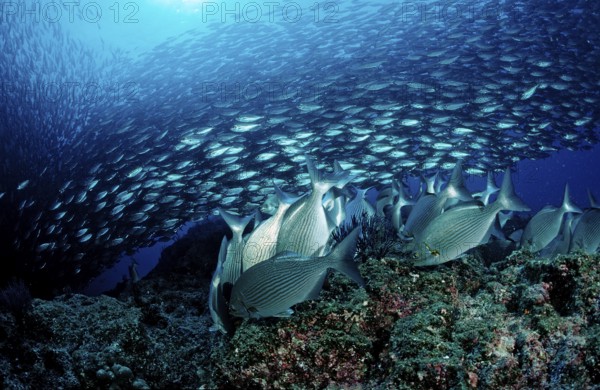 Rabbitfish and shoal of mackerel, Siganus sp., Macarela estornino, Scomber japonicus, Mexico, Lake Cortez, Lower California, La Paz, Central America