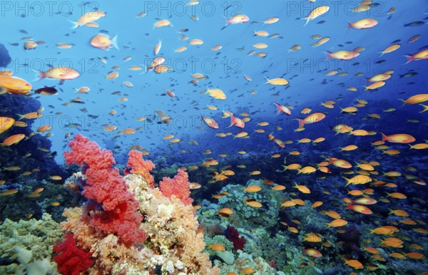 Hawkbill and coral reef, Pseudanthias squamipinnis, Egypt, Africa, Sinai, Sharm el Sheik, Red Sea, Africa