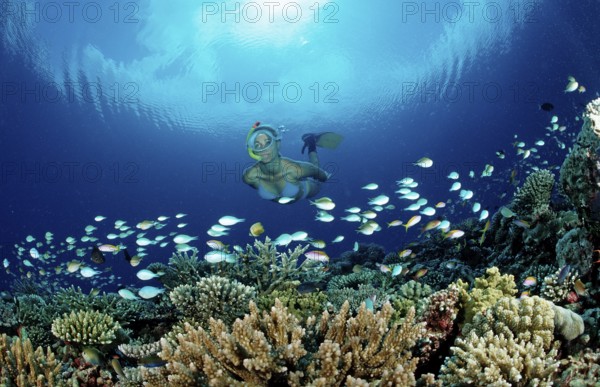 Snorkelling on a coral reef, Maldives, Indian Ocean, Meemu Atoll, Asia