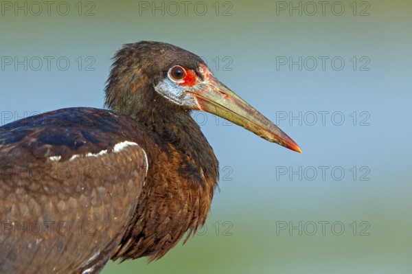 Abdim's stork, rain stork, Abdim, (Ciconia abdimii), African stork species, family of storks, portrait, Raysut Water Treatment Plant, Salalah, Dhofar, Oman, Asia