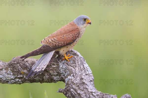 Kestrel, (Falco tinnunculus), falcon family, falcons, perching, foraging