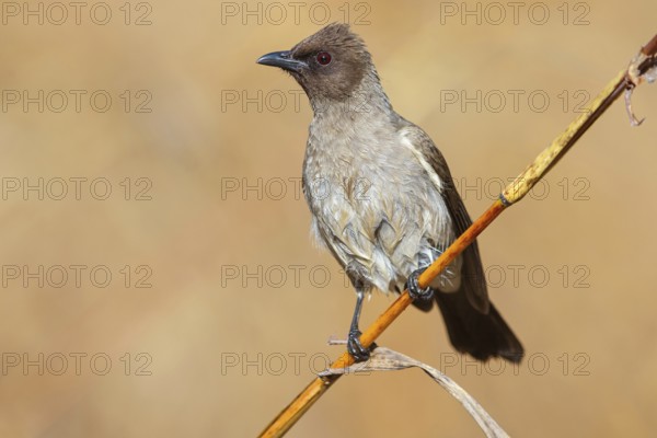 Common bulbul (Pycnonotus barbatus), Garden Bulbul, Bulbul des jardins, Bulbul naranjero, Tendaba camp / Tendaba photo hid, Kwinella, South Bank, Gambia, Africa