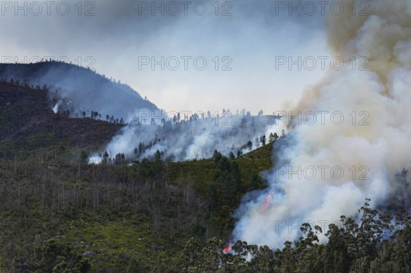Landscape in South Africa, forest fire, fire, smoke, flames, burning forest, N2, Kou-Kamma Ward 6, Thornham, Kou-Kamma Local Municipality, Eastern Cape, South Africa, Africa