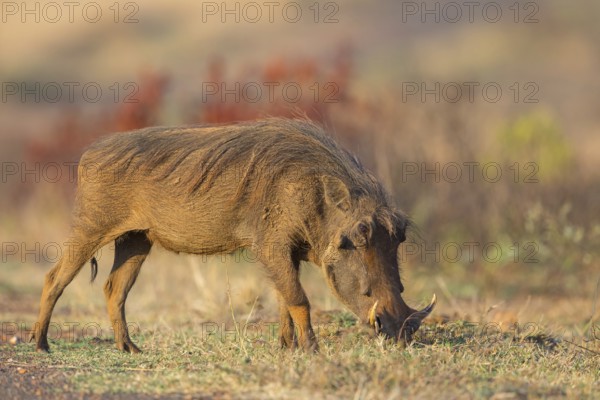 Warthog, (Phacochoerus africanus), animals, mammals, biotope, habitat, Africa, Addo Elephant National Park, Addo, Western Cape, South Africa, Africa