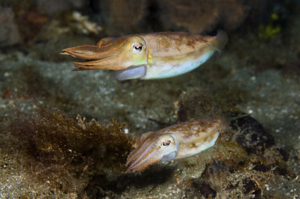 Cuttlefish mating dance, Sepia sp., Ambon, Moluccas, Indonesia, Asia