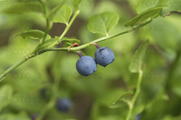 Forest european blueberry (Vaccinium myrtillus), Cambridge Botanical Garden, Germany, Europe