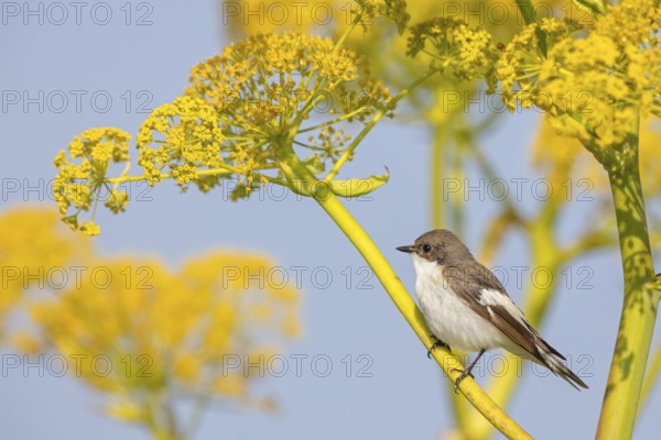 Pied Flycatcher, (Ficedula hypoleuca), perch, biotope, habitat, island of Lesvos, songbird, flycatcher family, animals, birds, songbirds, Lesvos, Greece, Europe