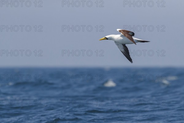 Masked booby, (Sula dactylatra), flies over the sea, flight photo, animals, birds, family of boobies, Off Mirbat, Salalah, Dhofar, Oman, Asia