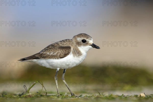 Animals, Birds, Little Ringed Plover, Mongolian Plover, (Charadrius mongolus), Barr Al Hikman, Shannah, Ash Sharqiyah South, Oman, Asia