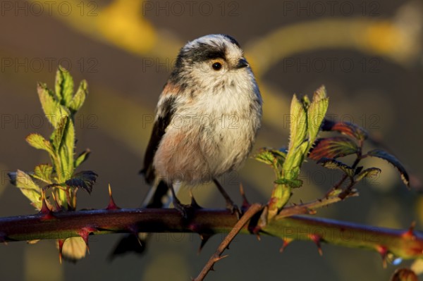 Long-tailed Tit, (Aegithalos caudatus), songbird, animals, birds, family of tits, Nahe valley, Rhineland-Palatinate, Federal Republic of Germany