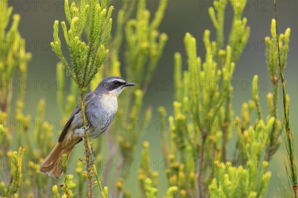 Cossypha caffra, family of flycatchers, Underberg surroundings, Underberg, KwaZulu-Natal, South Africa, Africa