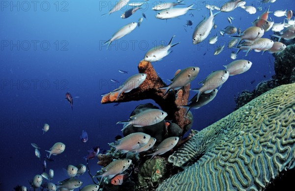 Brown Chromis, Chromis multilineata, Netherlands Antilles, Bonaire, Caribbean, Caribbean Sea